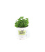 Persil frisé 1 gal | Fine herbe fraîche et décorative pour cuisine et potager