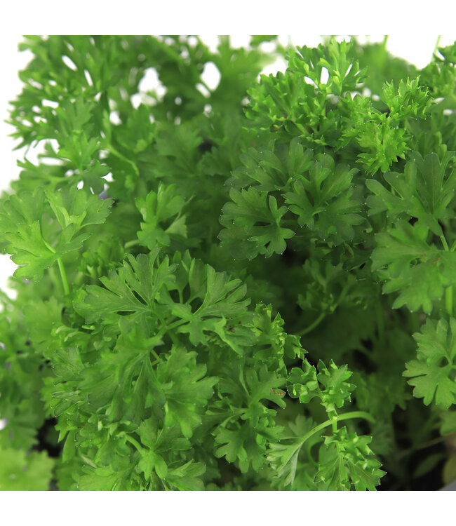 Persil frisé 1 gal | Fine herbe fraîche et décorative pour cuisine et potager