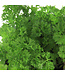 Persil frisé 1 gal | Fine herbe fraîche et décorative pour cuisine et potager
