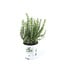 Romarin 16 cm | Plante aromatique parfumée pour cuisine et potager