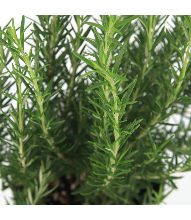 Romarin 16 cm | Plante aromatique parfumée pour cuisine et potager