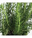 Romarin 16 cm | Plante aromatique parfumée pour cuisine et potager
