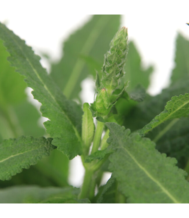 Salvia May Night 1gal | Sauge vivace bleu violacé pour jardin florissant