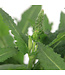 Salvia May Night 1gal | Sauge vivace bleu violacé pour jardin florissant