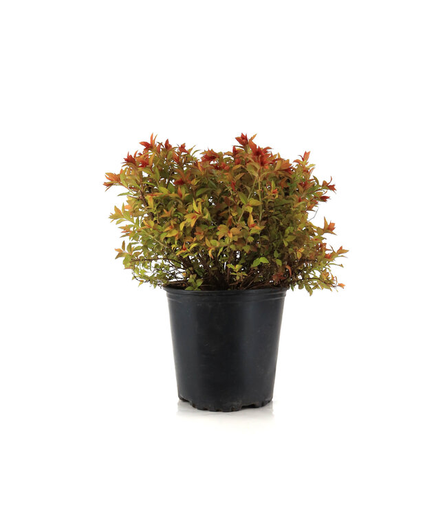 Spiraea Magic Carpet 2gal | Tapis de couleurs pour votre jardin