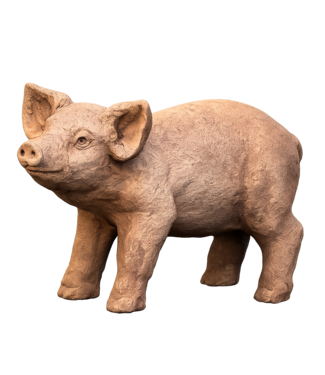 Cochon Curly BR