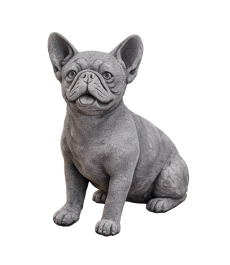 Bulldog Frenchie AS