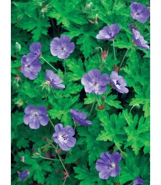 geranium rozanne 1 gal