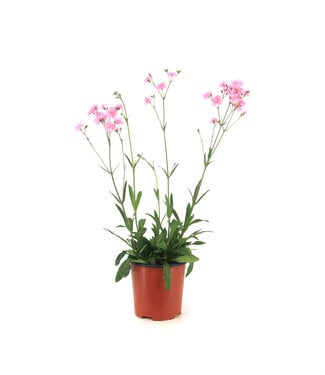 Lychnis Petite Jenny 1 gal