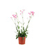 Lychnis Petite Jenny 1 gal | Vivace rose double florifère pour jardin romantique