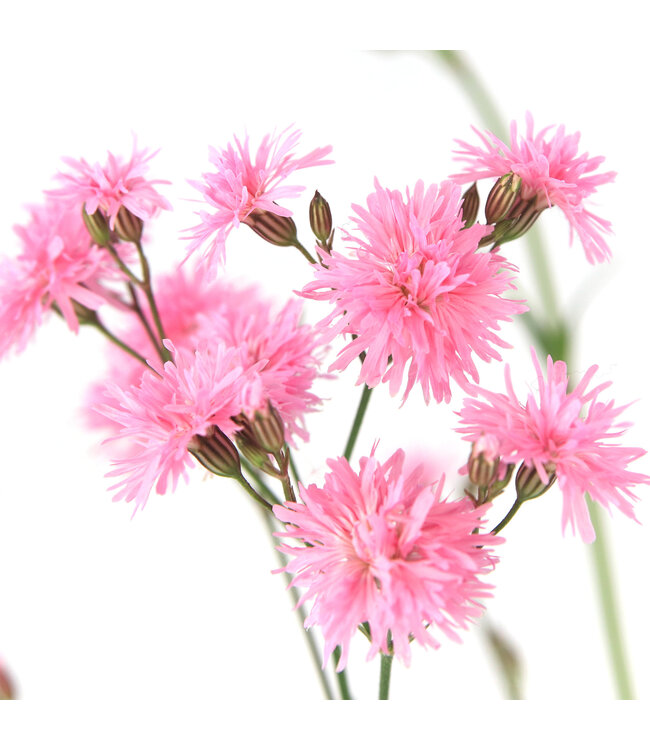 Lychnis Petite Jenny 1 gal | Vivace rose double florifère pour jardin romantique