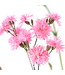 Lychnis Petite Jenny 1 gal | Vivace rose double florifère pour jardin romantique