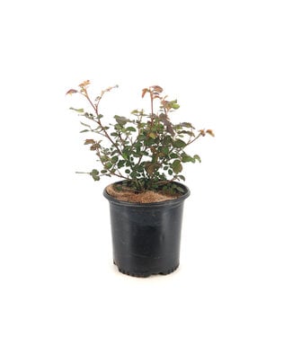 rosa never alone 2 gal