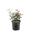 Rosa Never Alone 2 gal | Rosier florifère rose pour jardin romantique