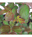 Rosa Never Alone 2 gal | Rosier florifère rose pour jardin romantique