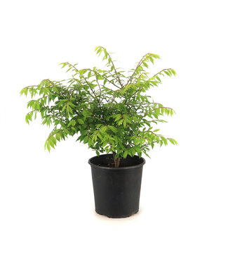 Euonymus Alatus Compactus