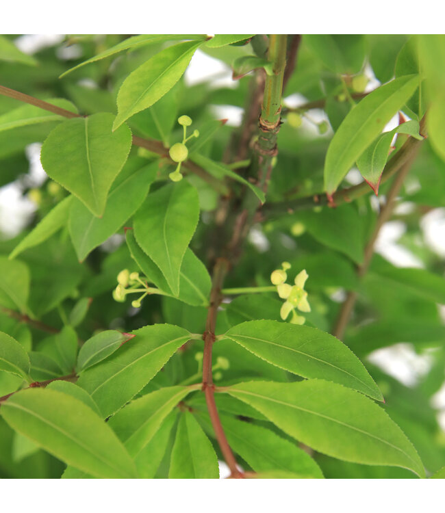 Euonymus Alatus Compactus | Fusain ailé flamboyant pour jardin spectaculaire