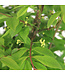 Euonymus Alatus Compactus | Fusain ailé flamboyant pour jardin spectaculaire