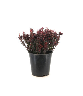 Berberis Concorde