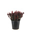 Berberis Concorde | Épine-vinette pourpre compacte pour jardin élégant