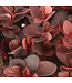 Berberis Concorde | Épine-vinette pourpre compacte pour jardin élégant