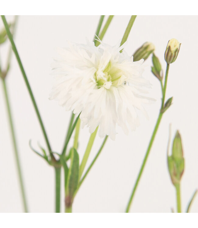 Lychnis petit Henri 1 gal | Vivace blanche florifère pour jardin lumineux