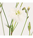 Lychnis petit Henri 1 gal | Vivace blanche florifère pour jardin lumineux