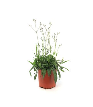 Lychnis petit Henri 1 gal