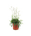Lychnis petit Henri 1 gal | Vivace blanche florifère pour jardin lumineux