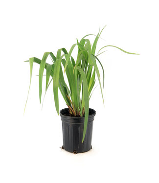 Iris Versicolor 1 gal