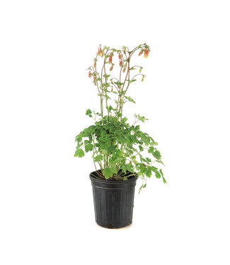 Aquilegia Canadensis 1 gal