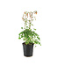 Aquilegia Canadensis 1 gal | Ancolie du Canada vivace pour jardin naturel