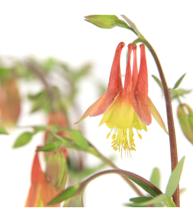 Aquilegia Canadensis 1 gal | Ancolie du Canada vivace pour jardin naturel