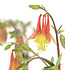 Aquilegia Canadensis 1 gal | Ancolie du Canada vivace pour jardin naturel