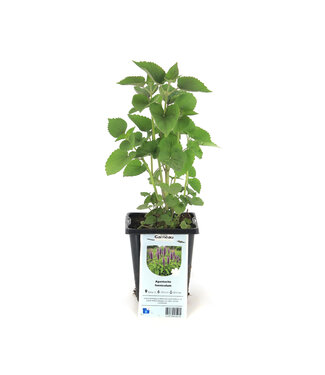 Agastache Foeniculum 1 gal