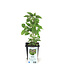Agastache Foeniculum 1 gal | Agastache parfumée pour jardin de pollinisateurs