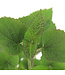 Agastache Foeniculum 1 gal | Agastache parfumée pour jardin de pollinisateurs