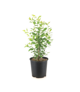 Prune cerise Dura 2 gal