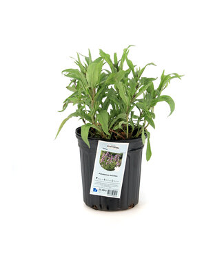 Pensetemon Hirsutus 1 gal