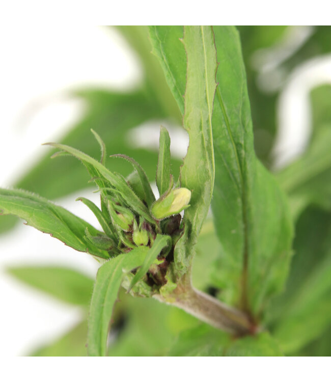 Pensetemon Hirsutus 1 gal | Penstémon indigène pour jardin de pollinisateurs