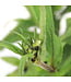Pensetemon Hirsutus 1 gal | Penstémon indigène pour jardin de pollinisateurs