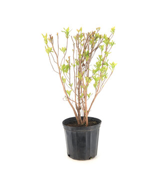 Clethra Ruby Spice