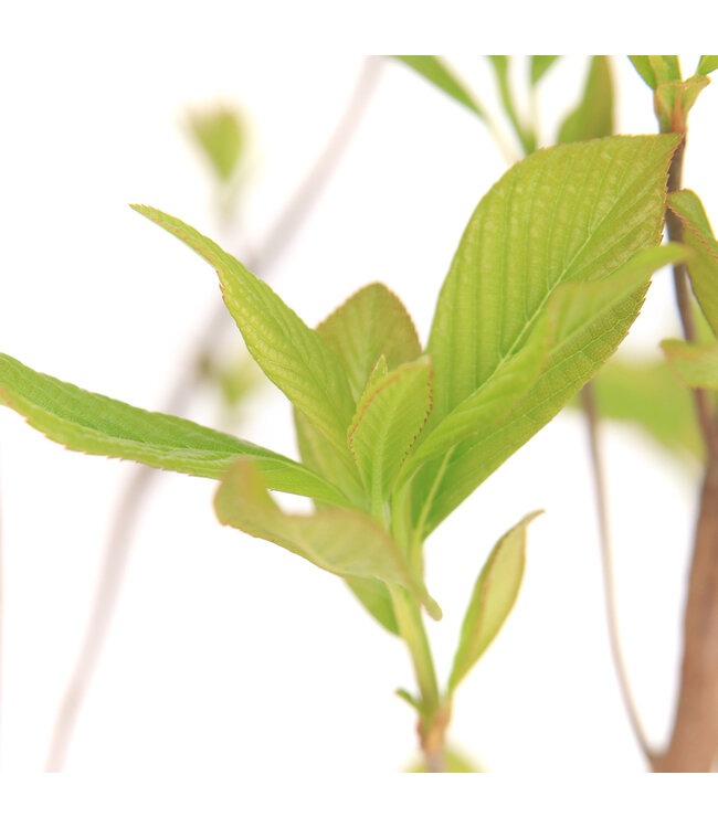 Clethra Ruby Spice | Clethra parfumé aux fleurs roses pour jardin apaisant