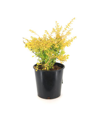 Berberis Aurea Nana