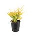 Berberis Aurea Nana | Épine-vinette dorée compacte pour jardin lumineux