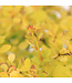 Berberis Aurea Nana | Épine-vinette dorée compacte pour jardin lumineux