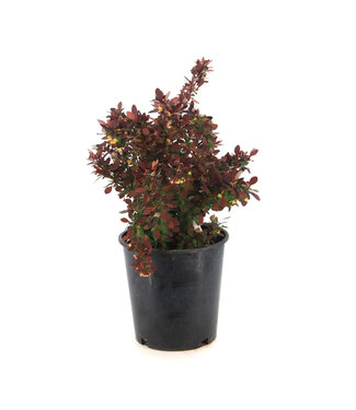 Berberis Rose Glow