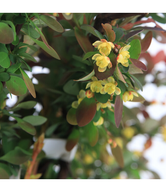 Berberis Rose Glow | Épine-vinette rose et pourpre pour jardin éclatant