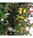 Berberis Rose Glow | Épine-vinette rose et pourpre pour jardin éclatant