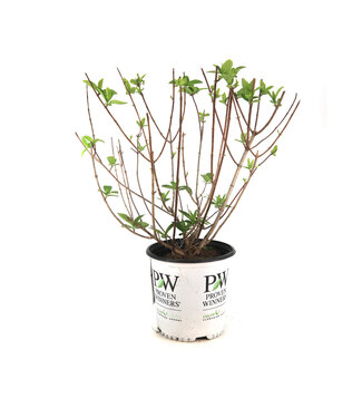 Hydrangea Pinky Winky Prime 2 gal